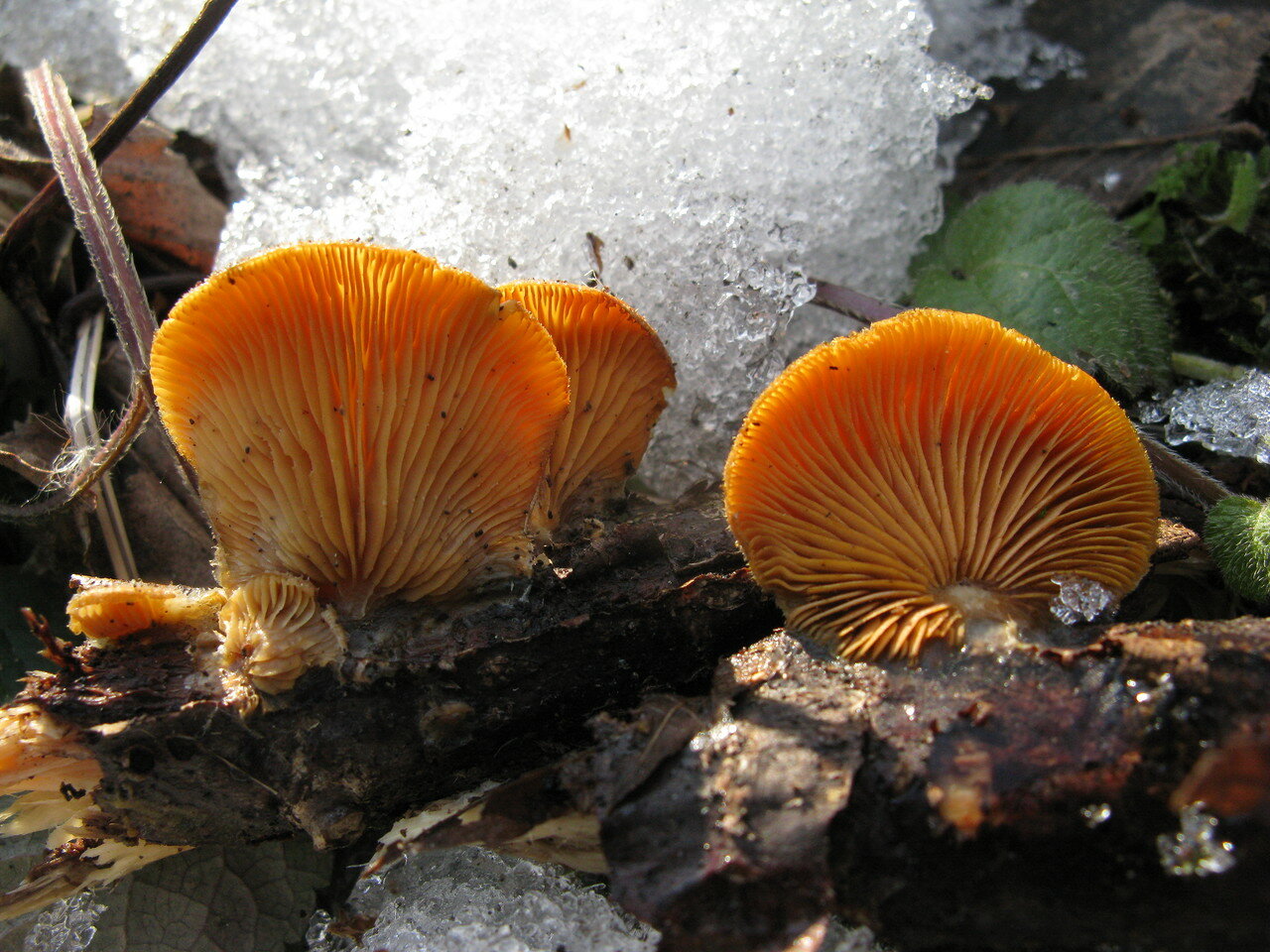 Какие грибы похожие на вешенки: съедобные и 3 ядовитых вида