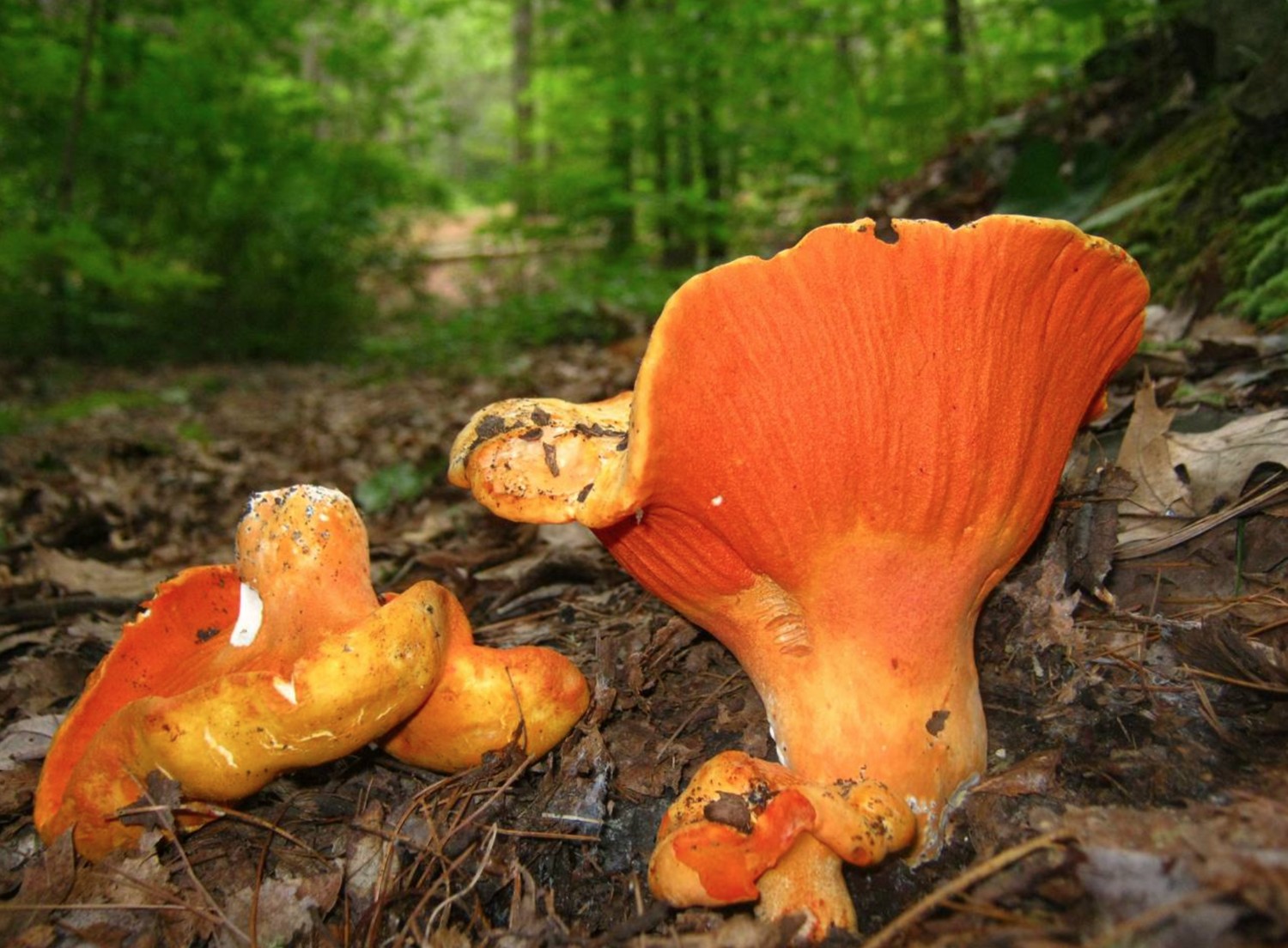 Полное описание гриба – коровья губа