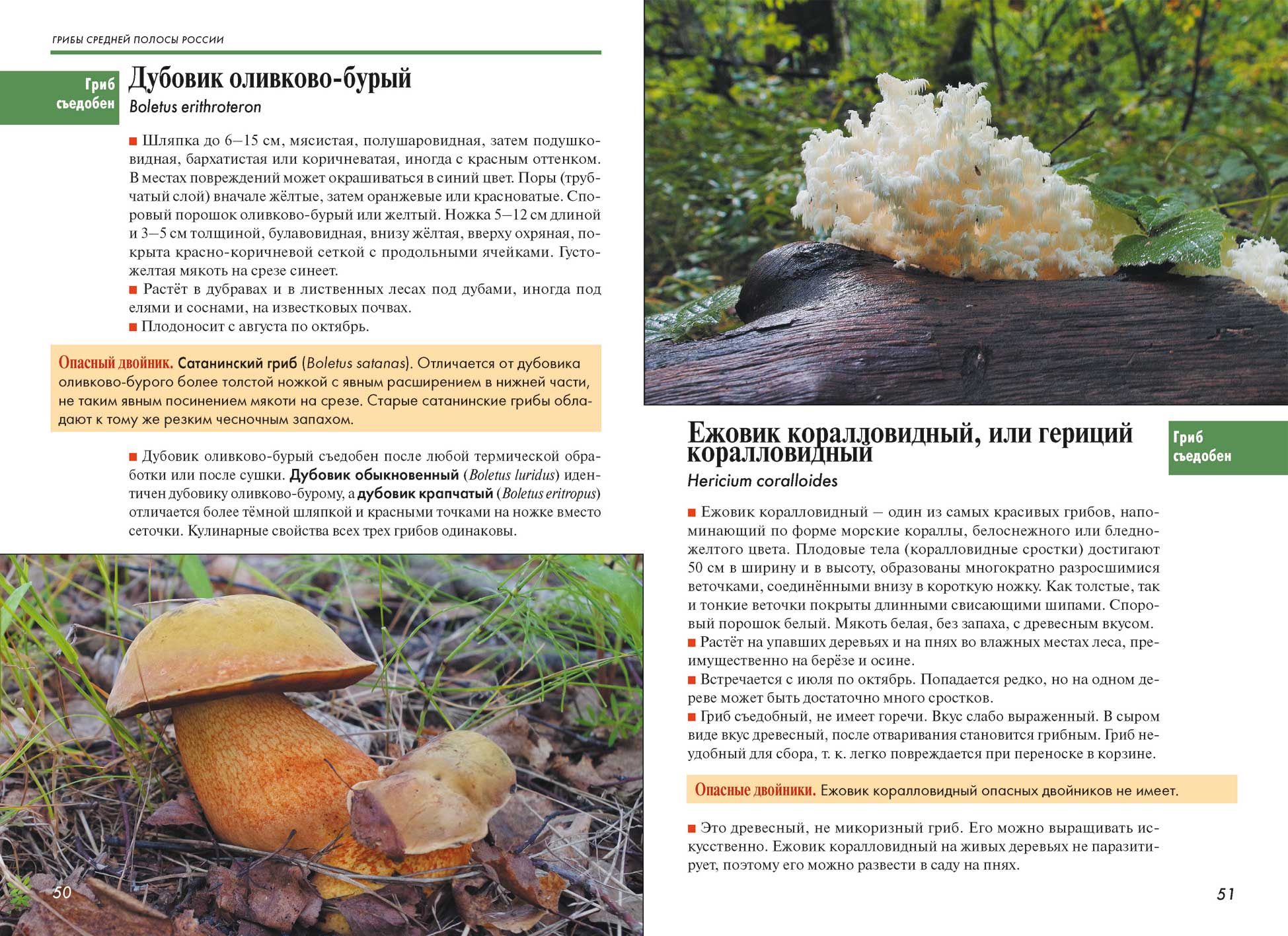 Дубовик крапчатый (boletus erythropus): фото, описание и как готовить гриб