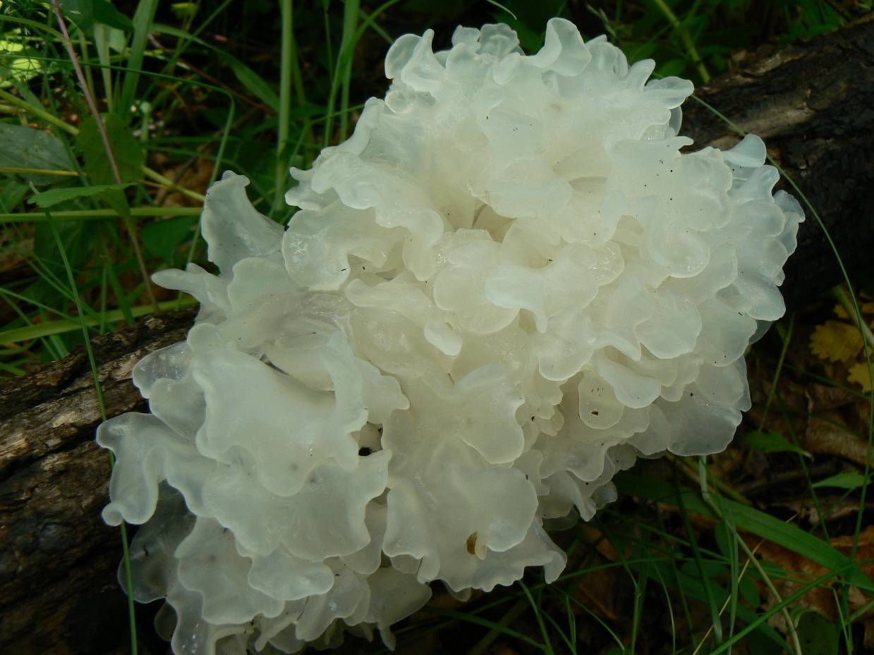 Древесный гриб: 32 вида с описаниями | выживание в дикой природе