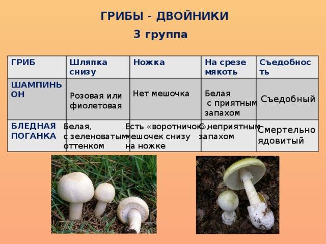 Классификация грибов:категории по съедобности и пищевой ценности, классификационная таблица, грибы 1 категории