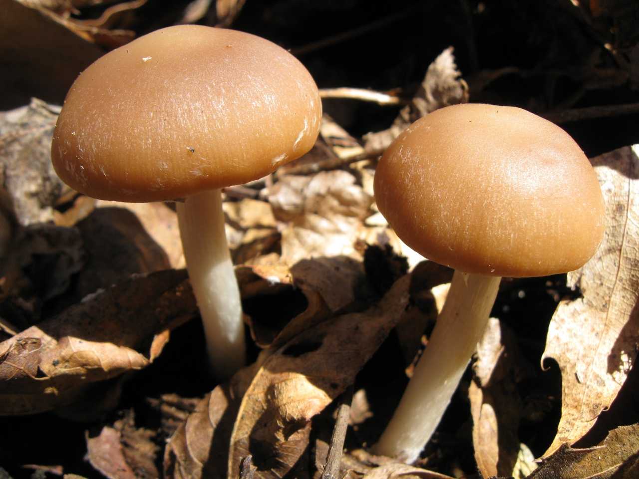 Псатирелла серо-бурая — описание гриба, где растет, похожие виды, фото