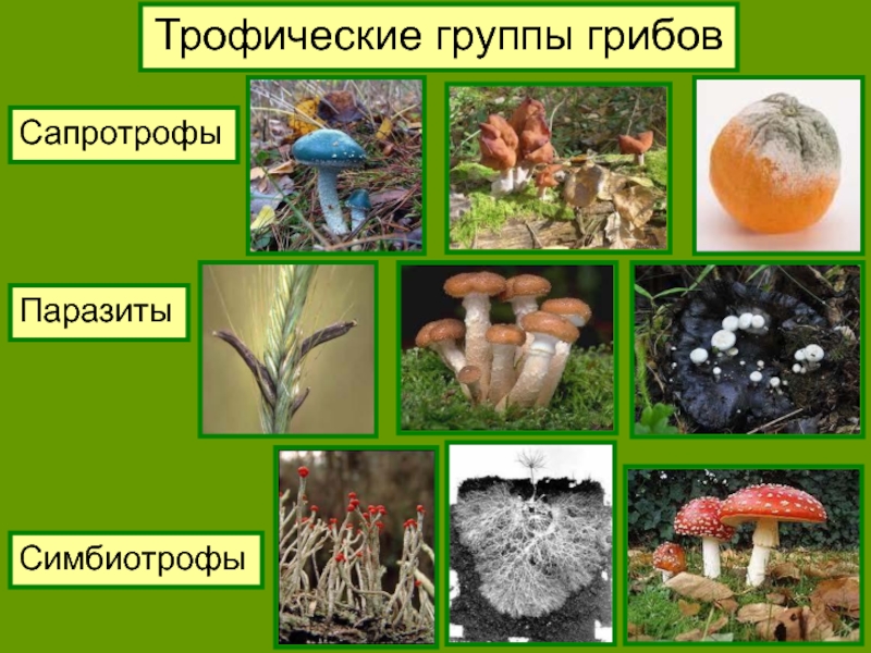 Какие грибы относятся к данной группе
