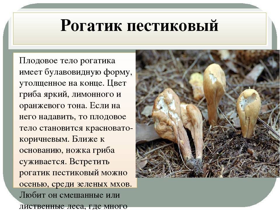Ложные оленьи рожки грибы. съедобные или нет грибы рогатики (оленьи ножки)?