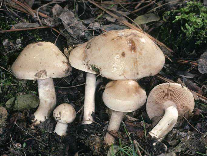 Гебелома клейкая (валуй ложный): съедобность, описание и фото. грибы гебеломы
