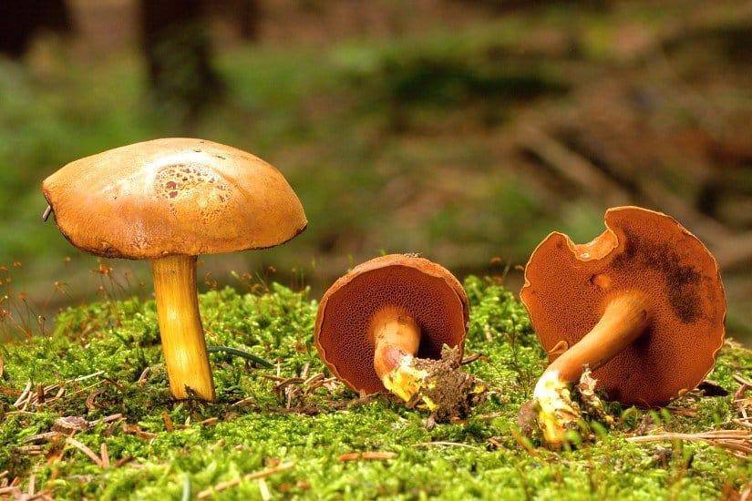 Как приготовить перечный гриб. перечный гриб | здоровье человека