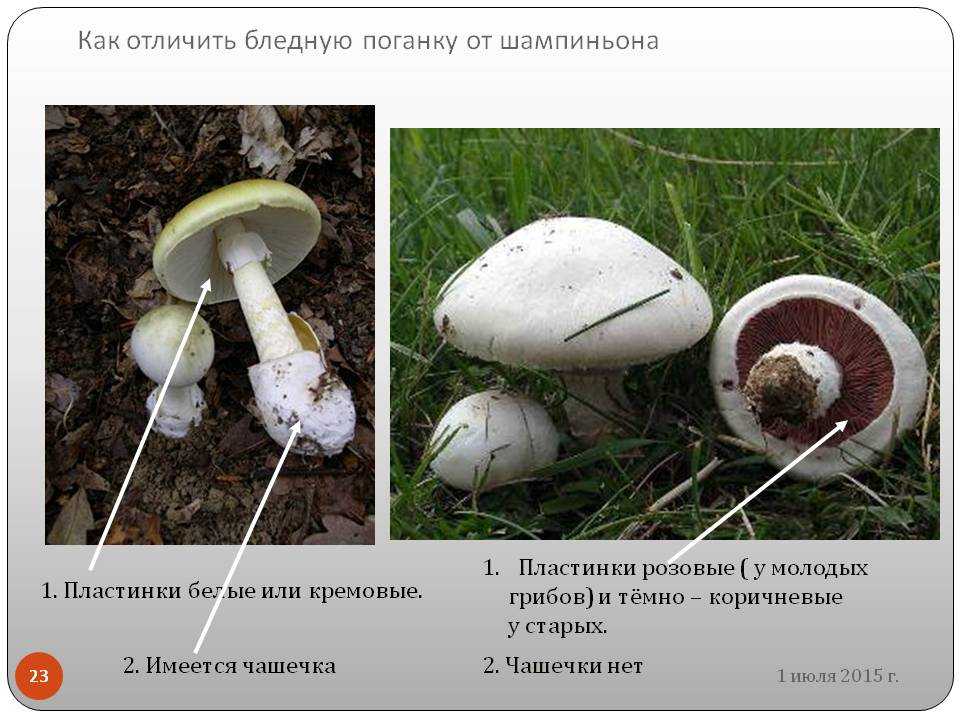 Шампиньоны: разновидности, польза и вред грибов