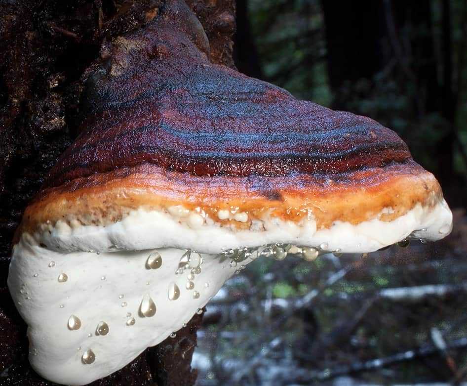 Пропитание в лесу. 1.1.3. древесные грибы — трутовики