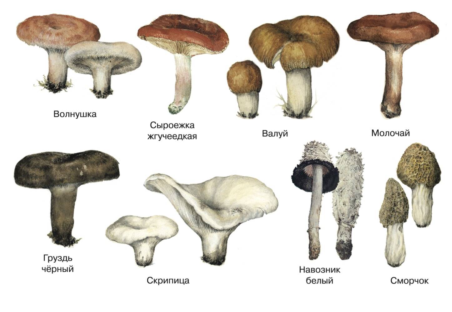 Условно – съедобные грибы – самые интересные и переменчивые + видео