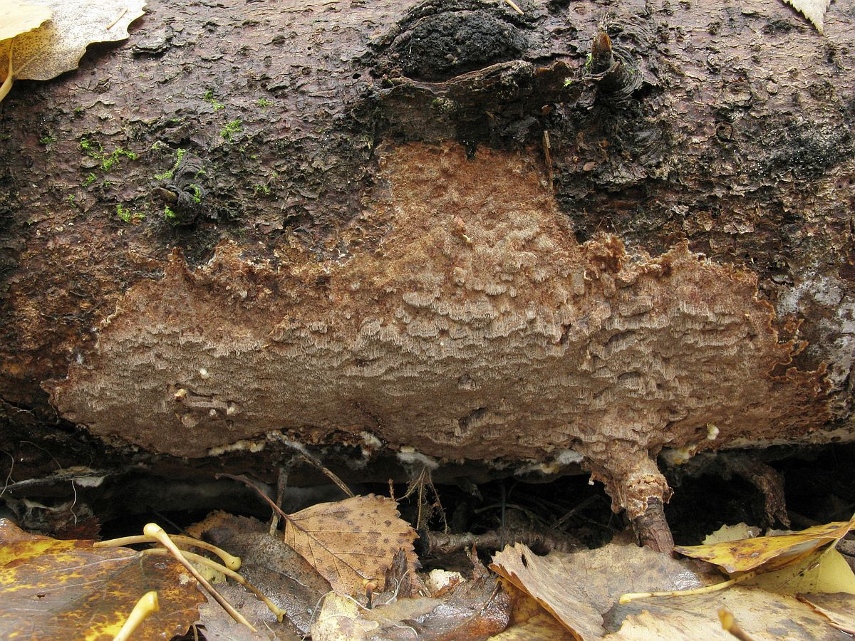 Ржавчина бурая листовая ржи | справочник по защите растений — агроxxi