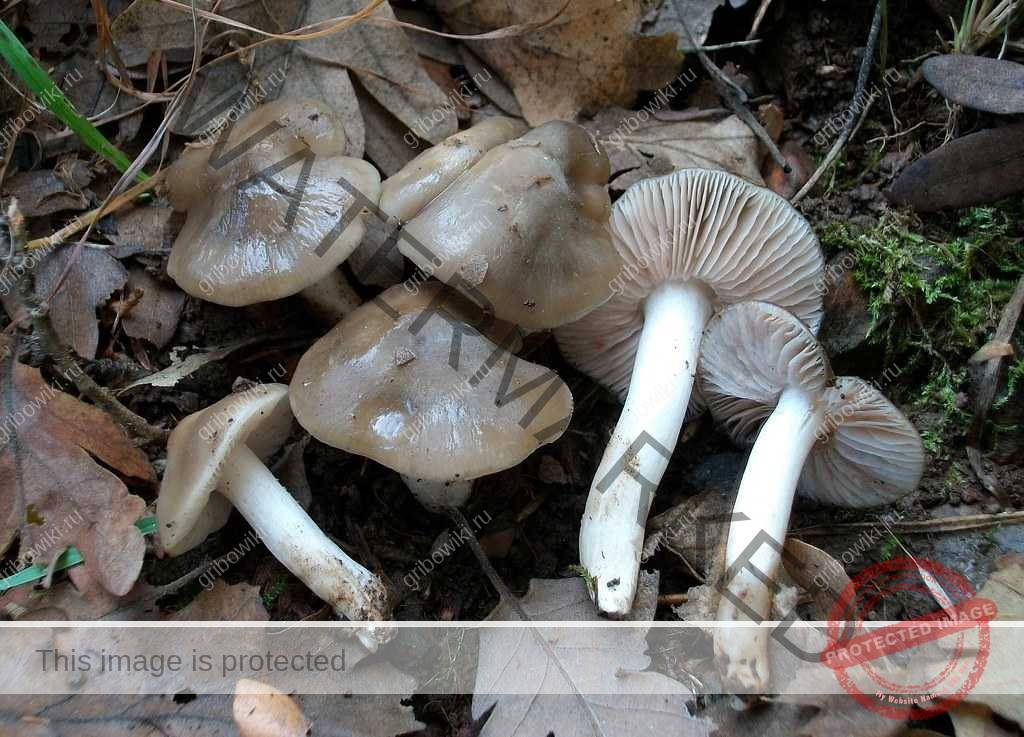 Энтолома весенняя (entoloma vernum) – грибы сибири