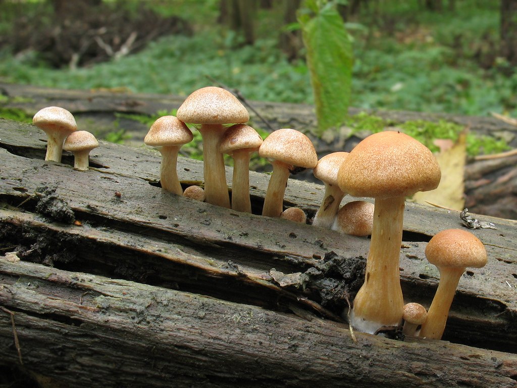 Гимнопилы (гриб). описание и фото
