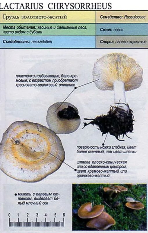 Груздь сосочковый – чисто европейский вид пластинчатых грибов рода млечниковые | огородники