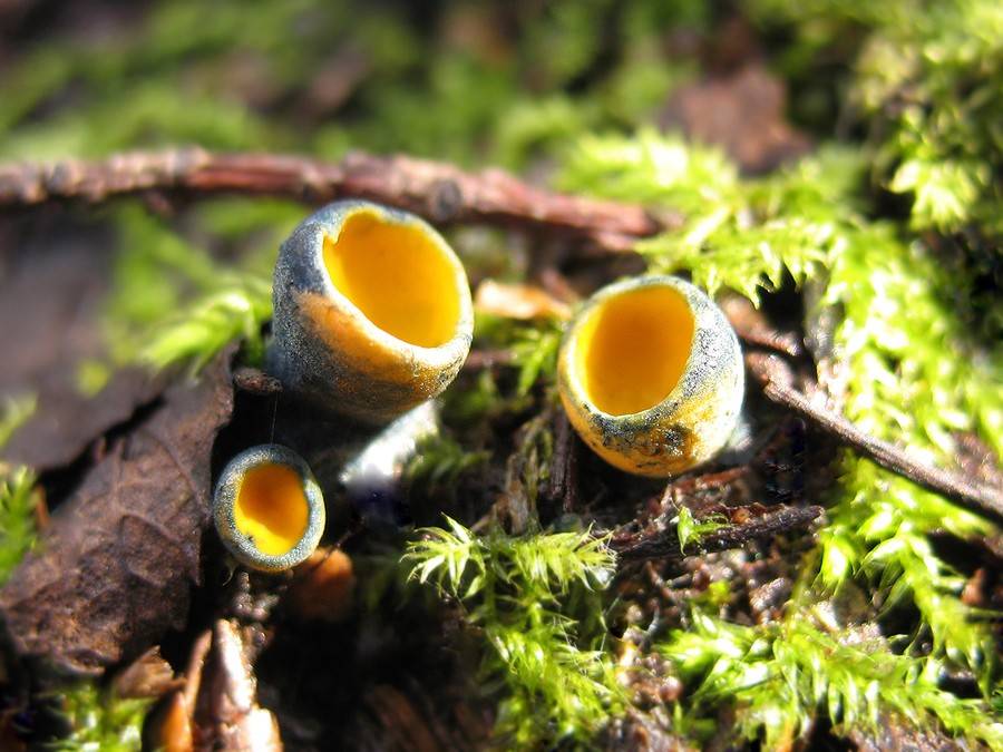 Саркосцифа алая один из первых весенних съедобных грибов!