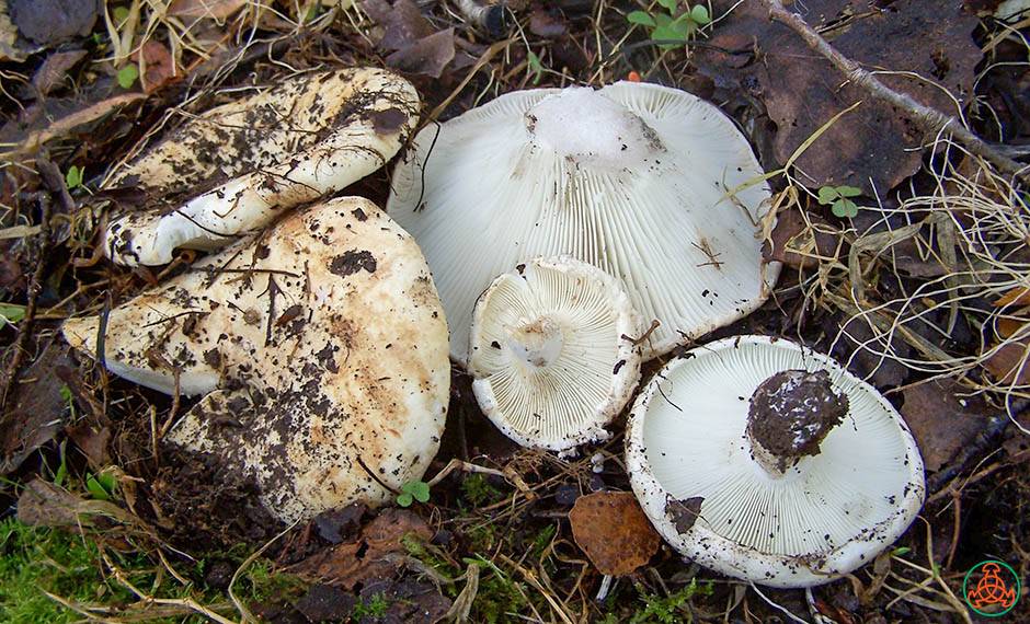 Белый подгрузок или сухой груздь: описание, фото и способы приготовления гриба