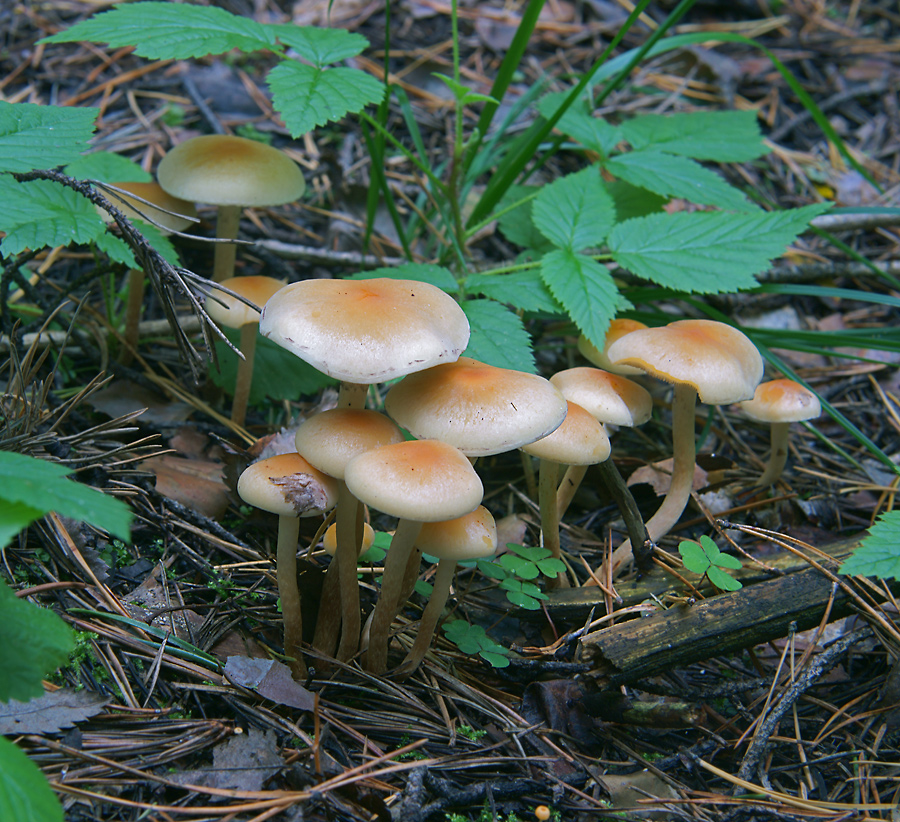Опенок серопластинчатый: фото и описание гриба hypholoma capnoides