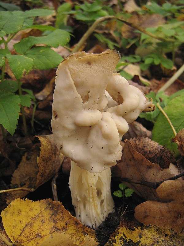 Гриб лопастник гельвелла бокальчатая (helvella acetabulum): фото и описание гриба