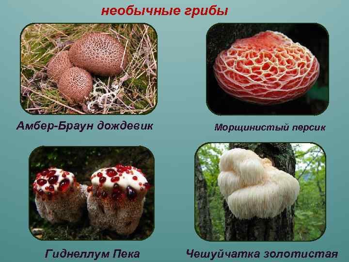 Самые необычные грибы из красной книги россии. фотографии и статьи о них | грибной критик | дзен