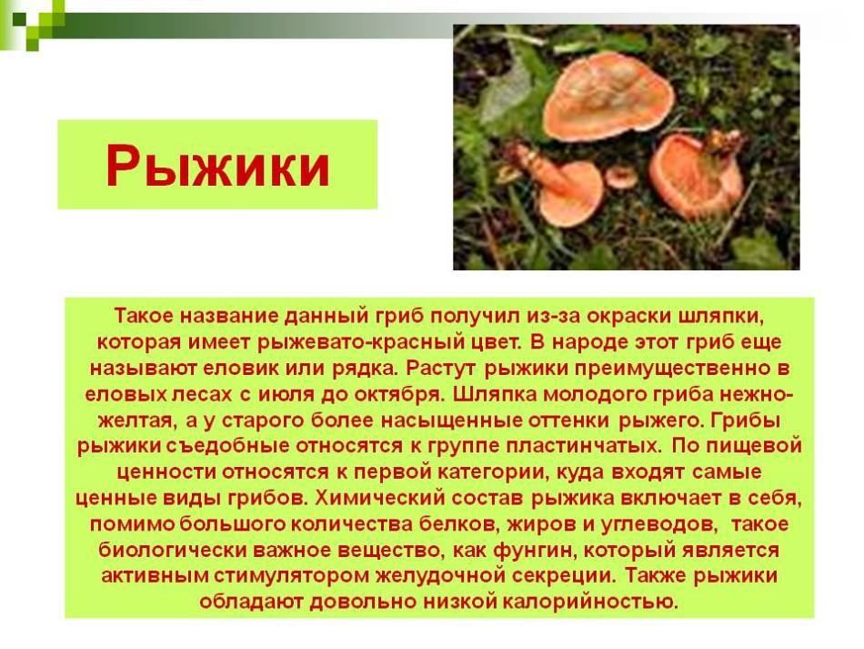 Рыжики грибы семейства сыроежковые | виды и где их искать