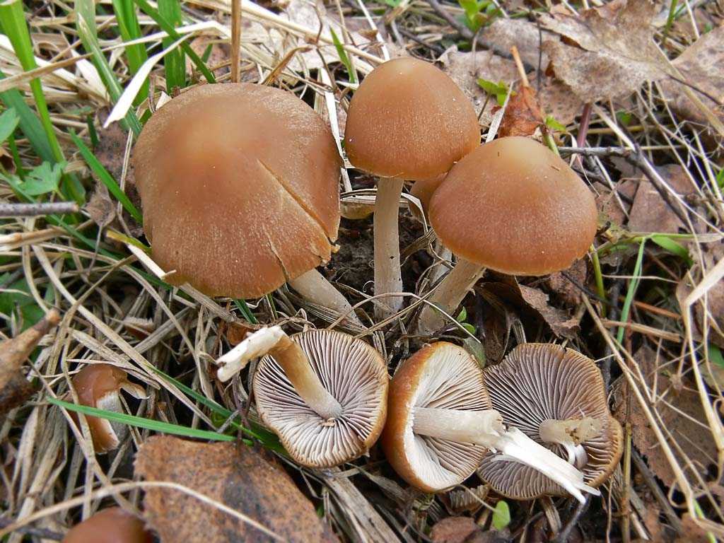 Псатирелла водолюбивая (ложноопенок водянистый) – описание гриба.