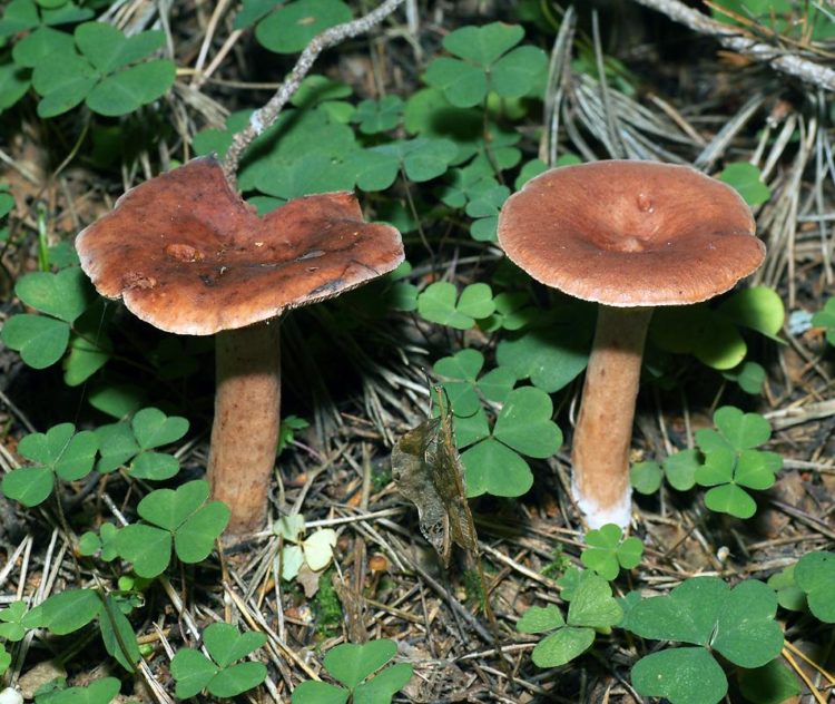 Описание и места распространения гриба горькушки, фото