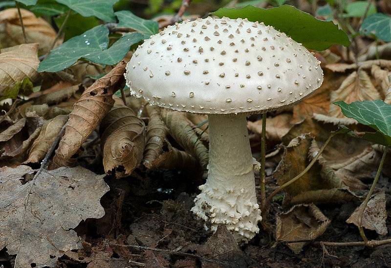 Мухомор ? описание внешнего вида гриба, особенности строения