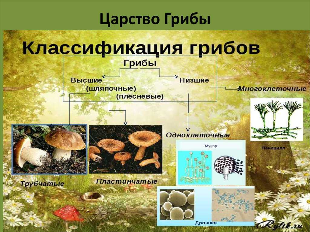 Урок 6: грибы и лишайники - 100urokov.ru