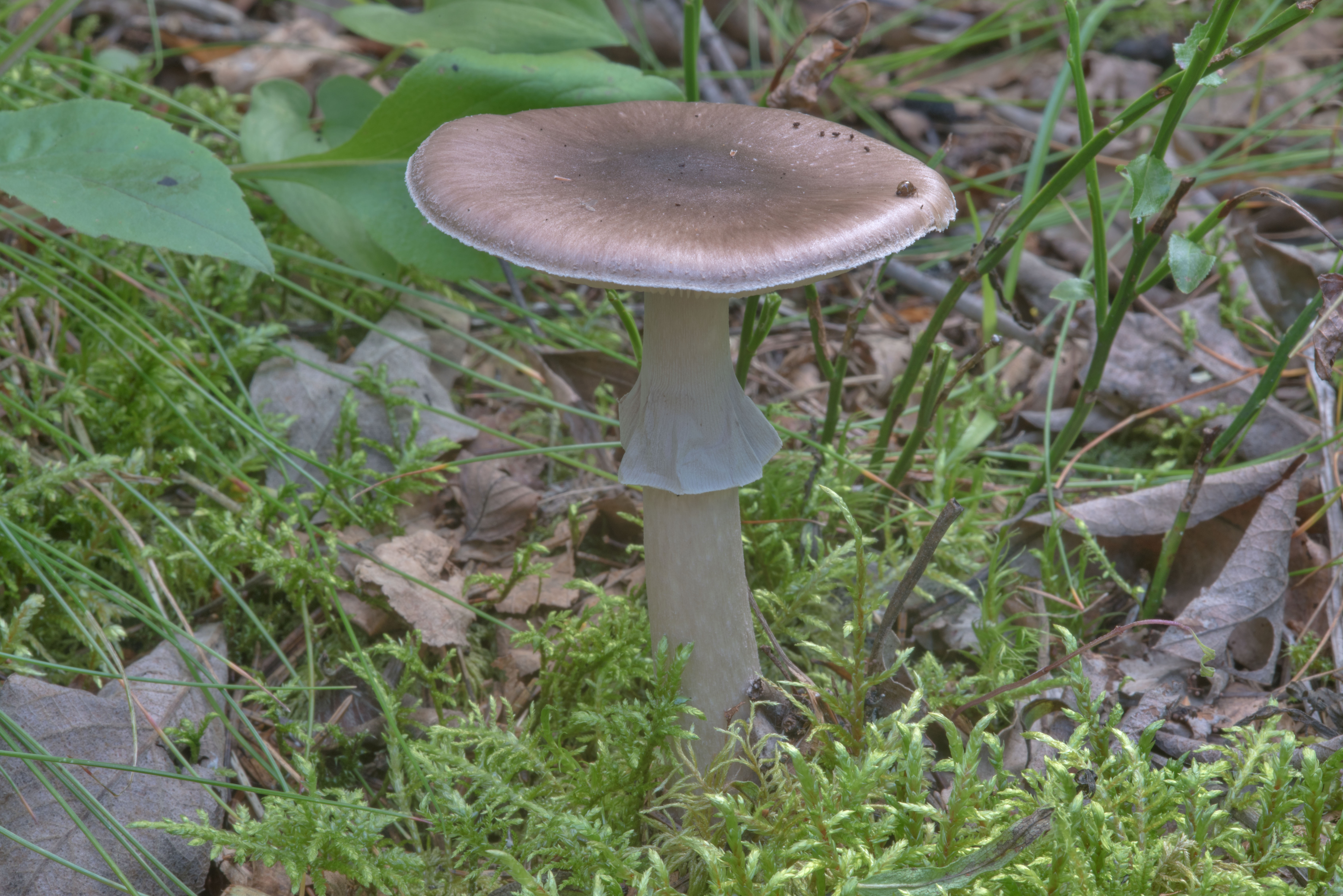 Серый мухомор — порфировый ядовитый гриб, фото и описание