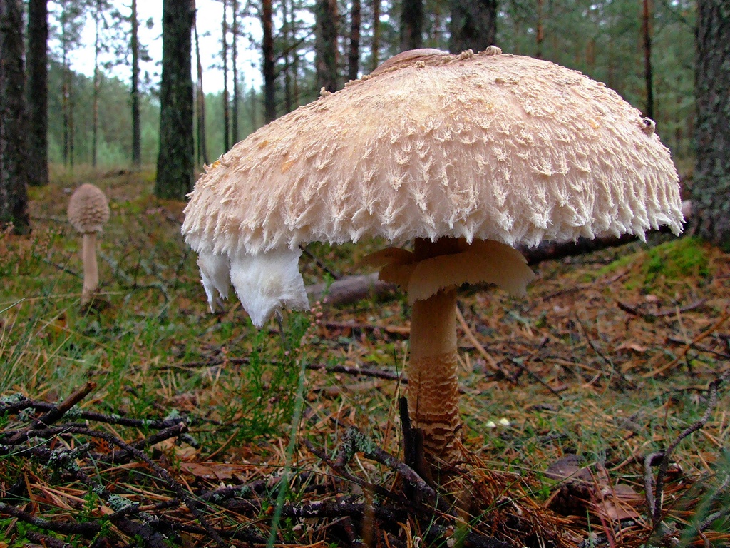 Гриб-зонтик белый (macrolepiota excoriata) – грибы сибири