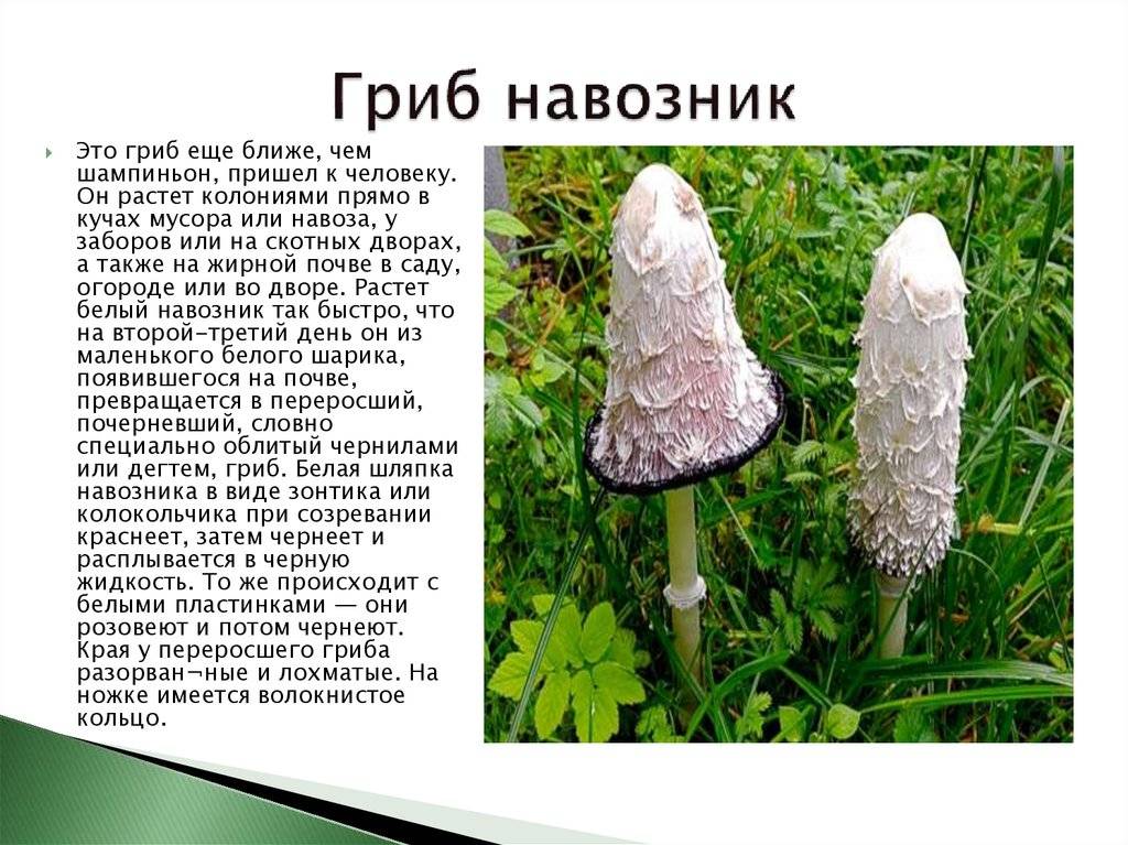 Навозник мерцающий (coprinus micaceus): фото, описание, как готовить гриб и его действие при алкоголизме