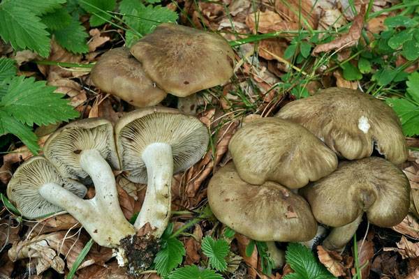 Рядовка скученная: съедобная или нет, как принимать, полезные свойства и возможный вред от гриба, фото и описание lyophyllum decastes