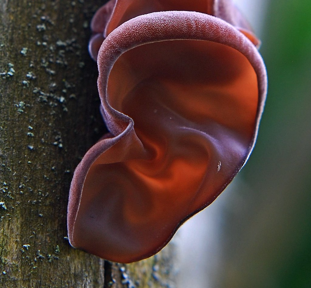 Аурикулярия уховидная – нежный восточный деликатес - грибы собираем