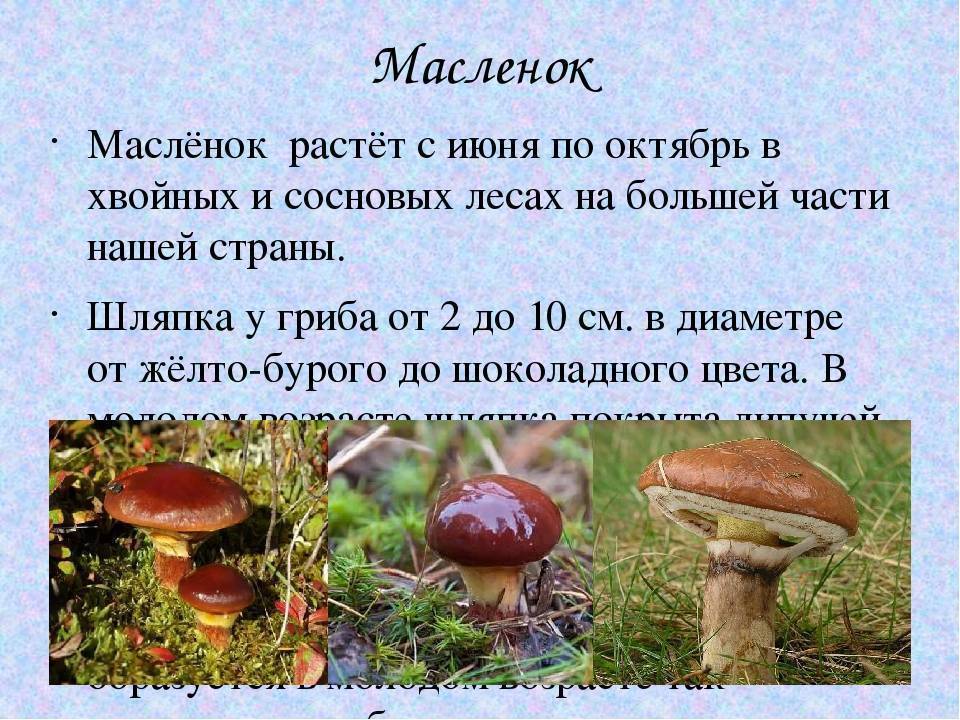 Масленки: фото, описание грибов и как быстро и вкусно приготовить в домашних условиях