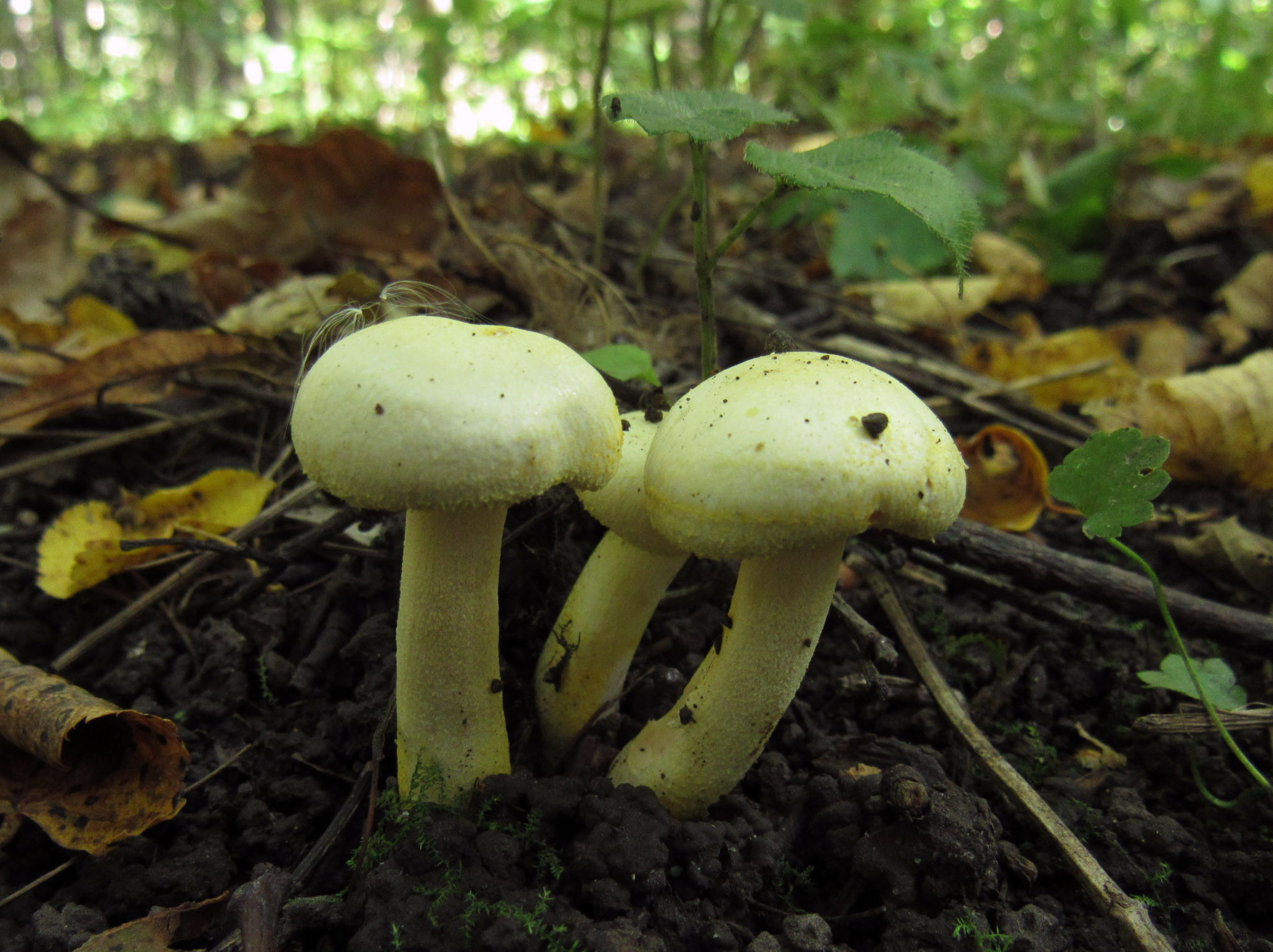 Гигрофор сыроежковый: фото, описание и как готовить это гриб