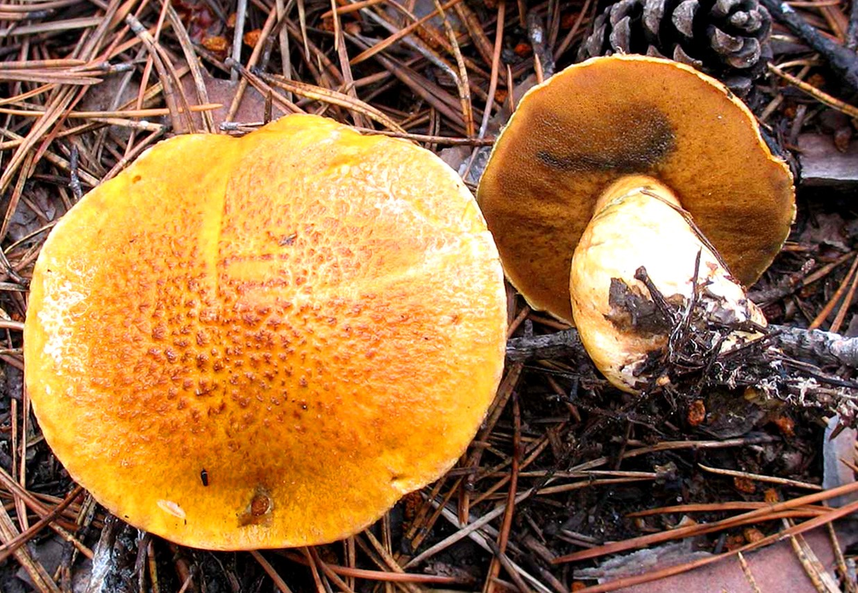 Маслёнок обыкновенный или настоящий (suillus luteus): вкусный гриб