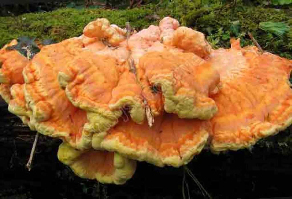 Трутовик серно-желтый: фото, описание и лечебные свойства гриба