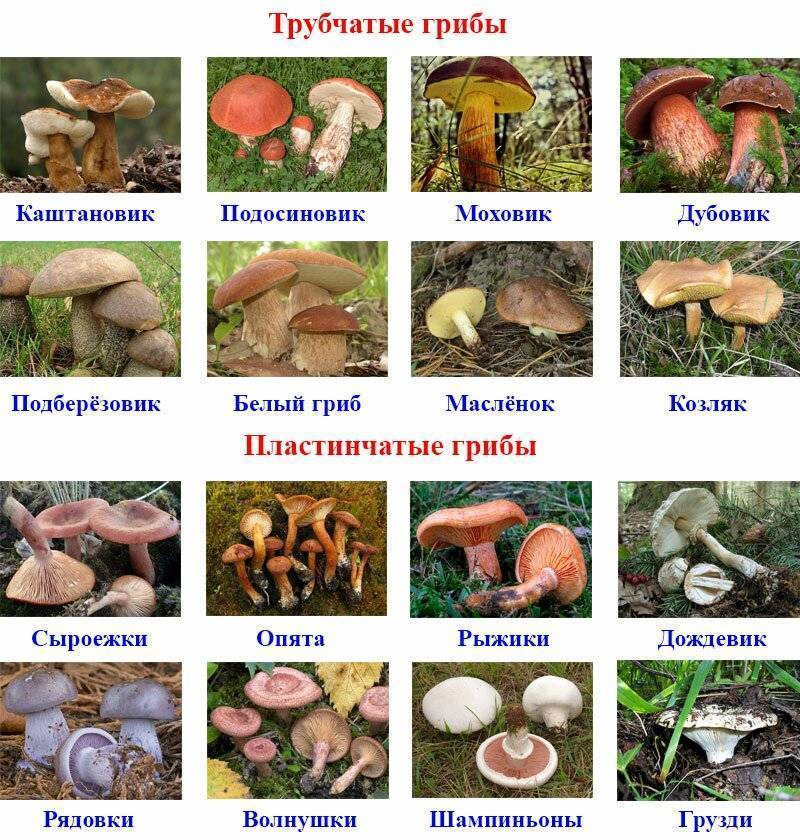 Как засушить грибы в домашних условиях