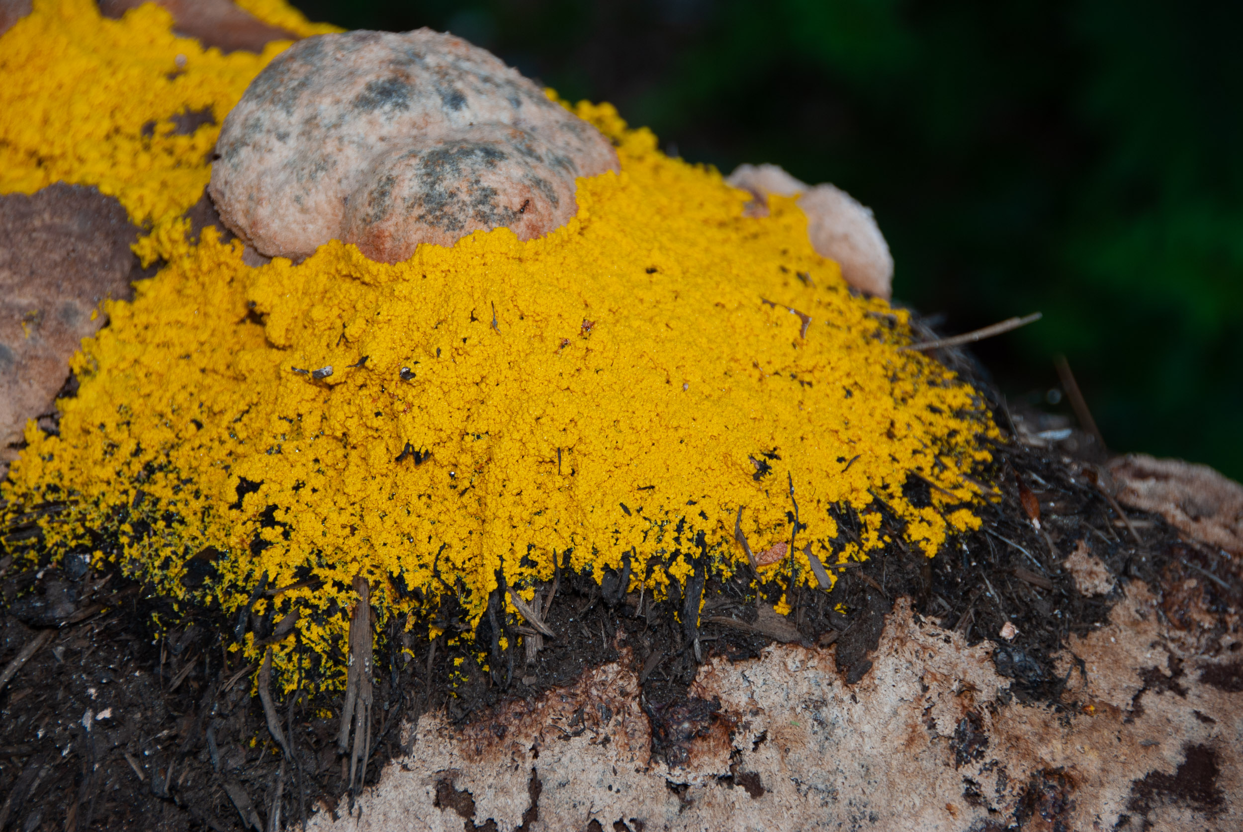 Фулиго гнилостный (гриб земляное масло): где растёт, как выглядит, можно ли есть, описание