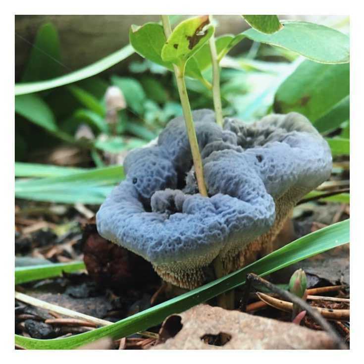 Гиднеллум ржавчинный — описание гриба, где растет, похожие виды, фото