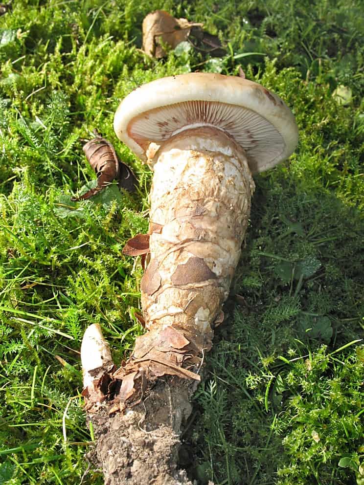 Гебелома клейкая — описание гриба, где растет, похожие виды, фото