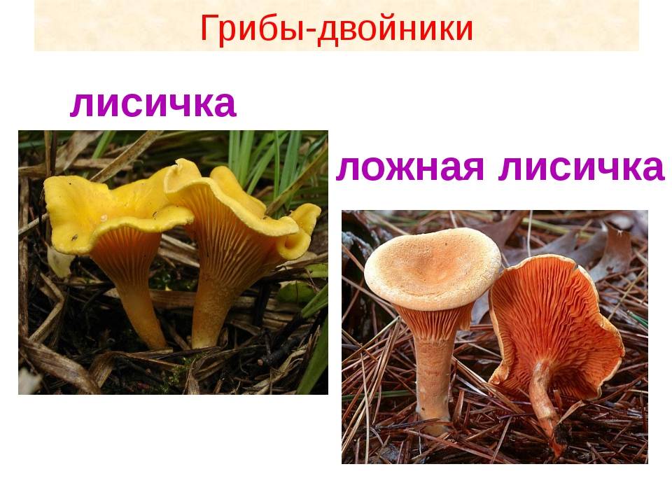 Как отличить ложные лисички от настоящих: фото, видео съедобных грибов и их несъедобных двойников