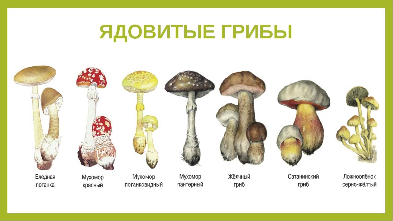 Самые ядовитые грибы в мире: описание и фотографии