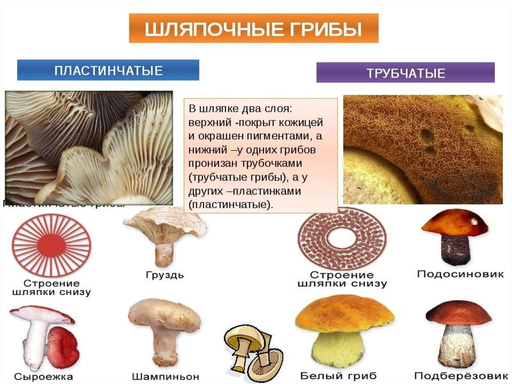 Как питаются грибы
