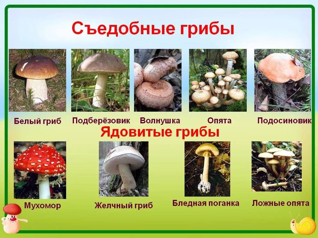 Ядовитые и несъедобные грибы