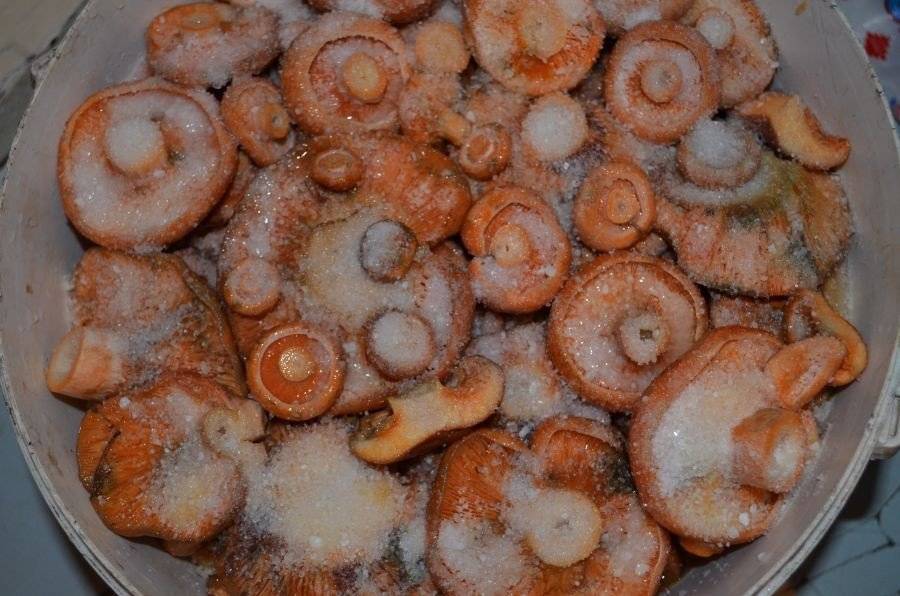 Как убрать горечь из сушеных грибов. почему горчат грибы? почему горчат сушеные лисички и как избавить грибы от этого недостатка