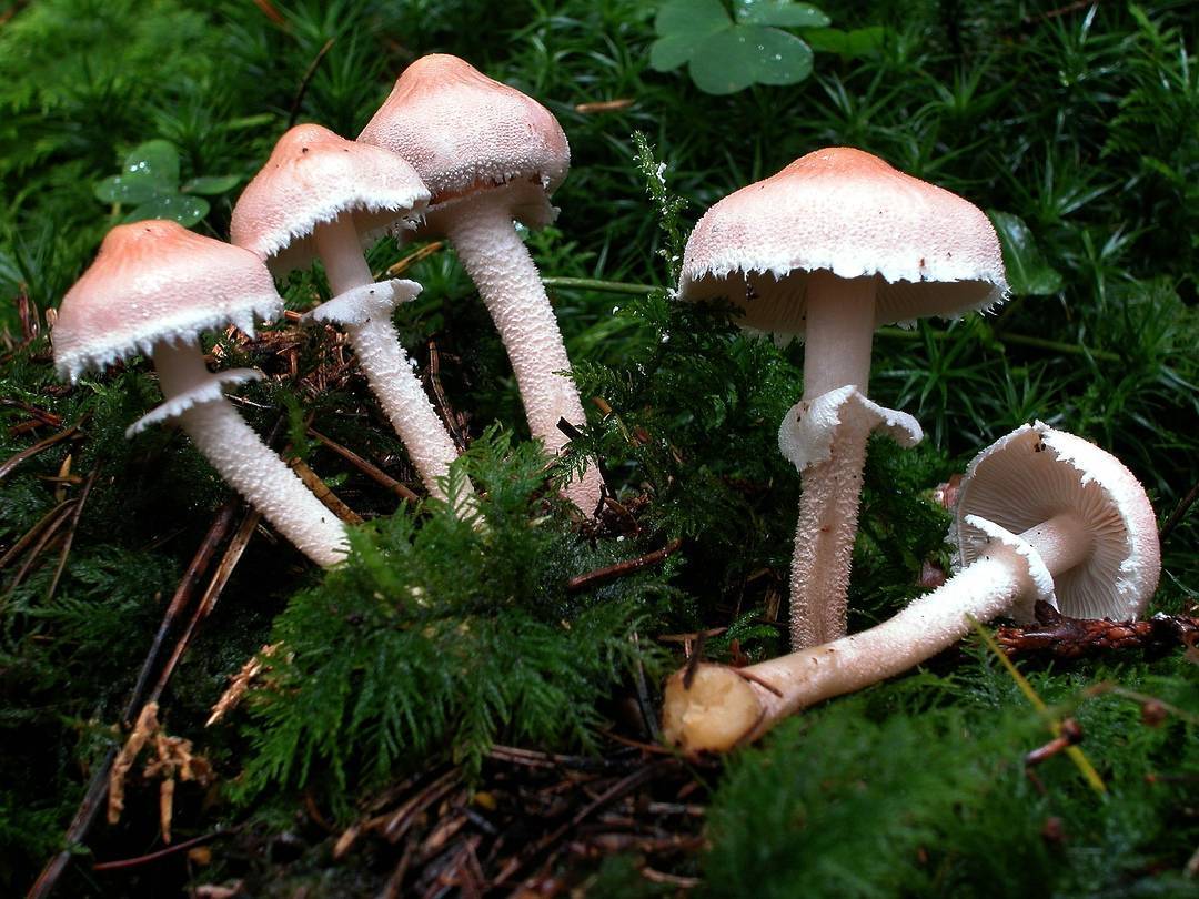 Гриб-зонтик: описание, разновидности и съедобность - грибы собираем