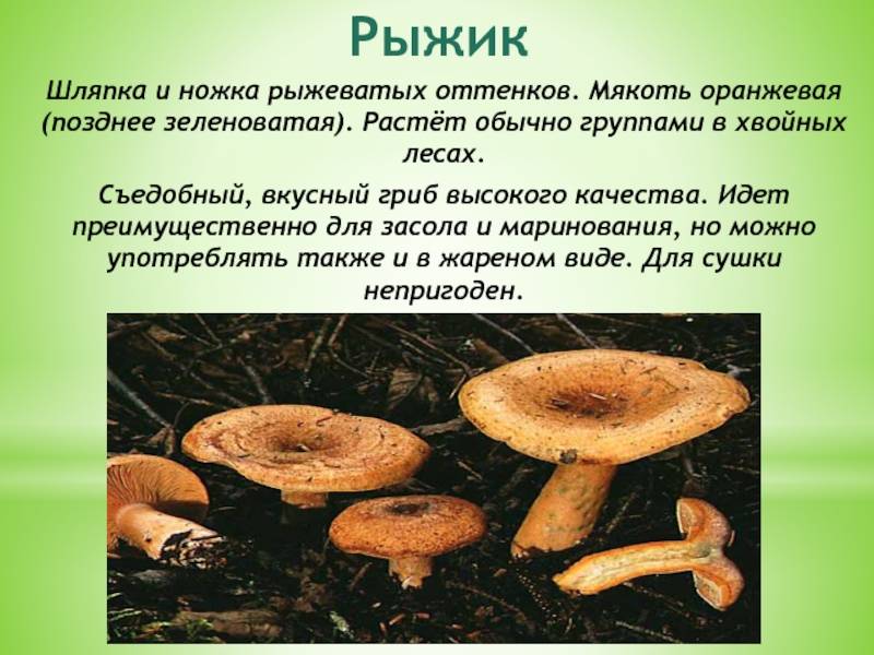 Рыжик - описание и фото гриба. рецепты из рыжиков.