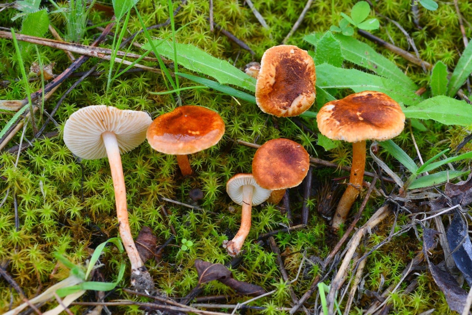 Лепиоты – ядовитые грибы – энциклопедия «гриб-инфо»