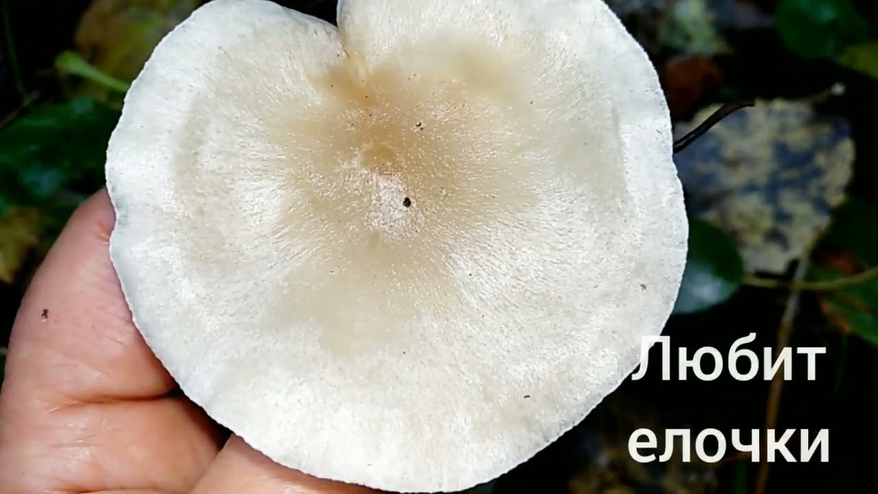 Говорушка (гриб): фото, описание, как готовить :: syl.ru