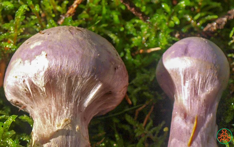 Паутинник фиолетовый (cortinarius violaceus): описание, где растет, как отличить, фото и сходные виды